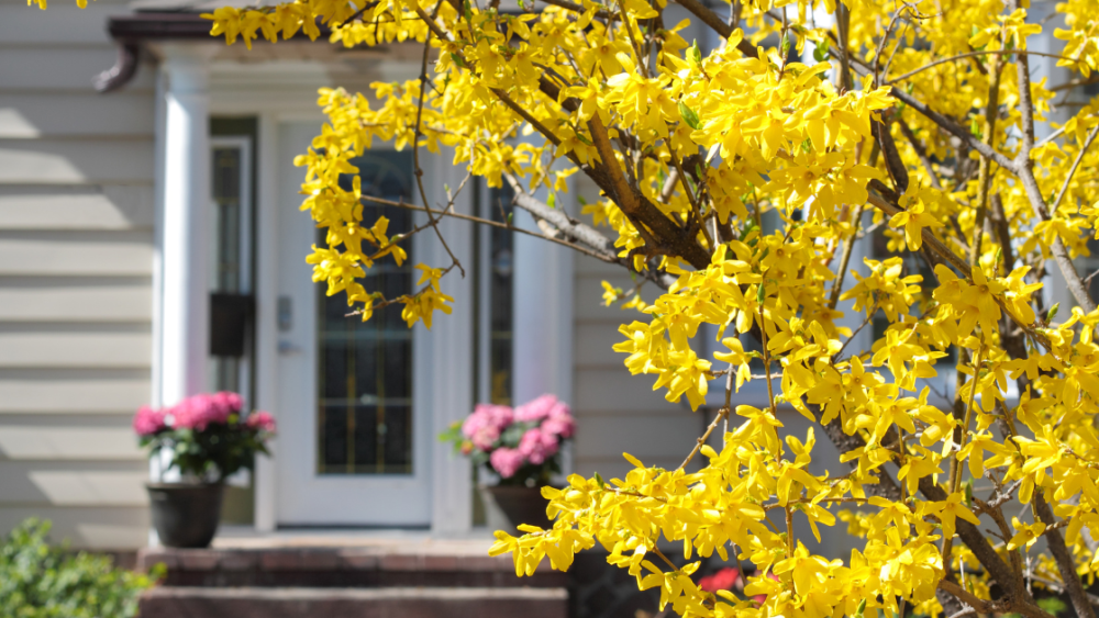 House in Spring