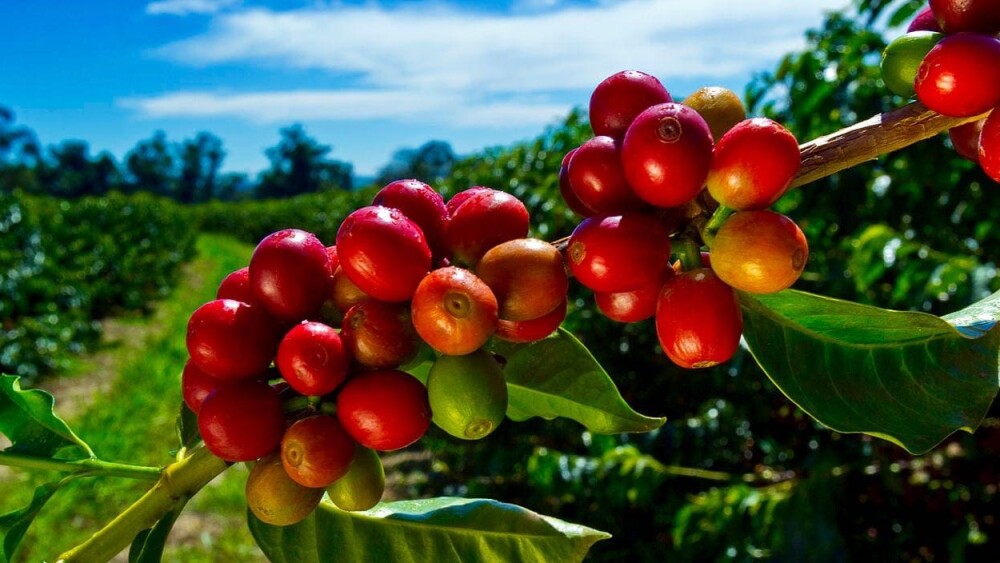 Coffee_Berries.jpg