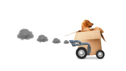moving with pets blog image.jpg
