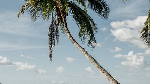 Palm Tree-Fm